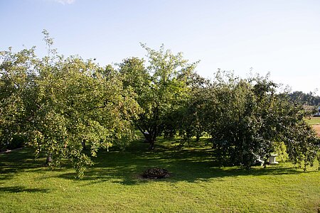 Im Obstgarten von Annemarie Winetzhammer Die zahlreichen Obstbäume im Garten von Annemarie Winetzhammer
