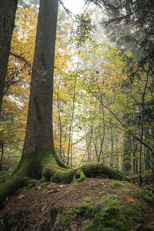 Waldgebiet im Luftkurort Bad Griesbach